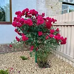 Viletta Natali Odessa