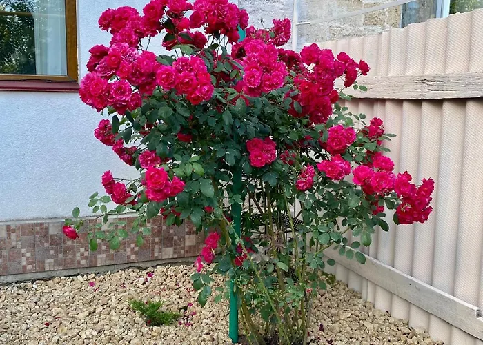 Viletta Natali 敖德萨